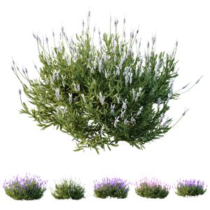 Lavandula Pedunculata Atlantica Stoechas Subpedunc