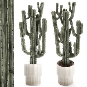 Indoor Cactus Pot Desert Plants Carnegiea Saguaro