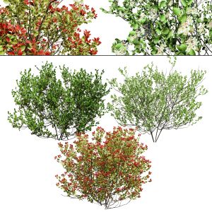 Aronia Melanocarpa Shrubs 3d Model