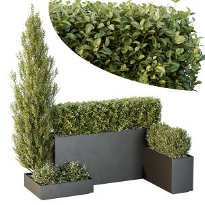 Hq Tree And Bush Garden Box Outdoor  Vol 49