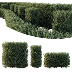 Grey Box Westringia Fruticosa Coastal Rosemary 03