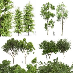 5 Different SETS of Tree. SET VOL133