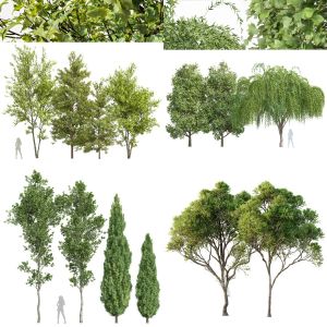 5 Different SETS of Tree. SET VOL135