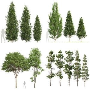 5 Different SETS of Tree. SET VOL136