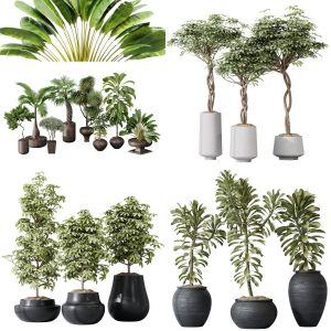 5 Different SETS of Plant Indoor. SET VOL137