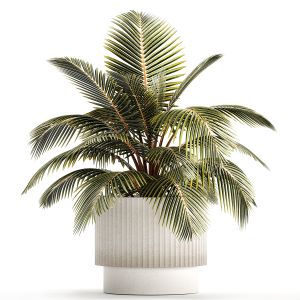 Small Bush Potted Plant Coconut Palm Nucifera