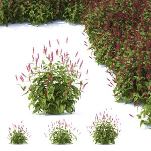 Persicaria Amplexicaule Red Flower