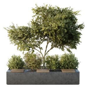 Hq Tree And Bush Garden Box Outdoor  Vol 54