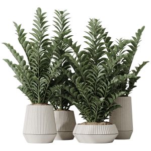 Houseplants Zz Zamioculcas Zamiifolia Araceae Set2