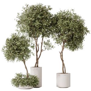 Houseplants Olive Artificial Olivo Olea Tree