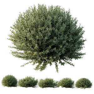 Gray Box Westringia Fruticosa Coastal Rosemary