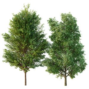 Poplar 2 Trees