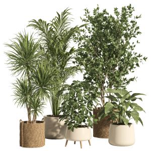 Indoor Plant Set 68- Rattan And Ceramic