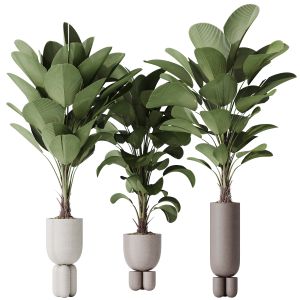 Houseplants Licuala Grandis Ruffled Fan Palm Set2