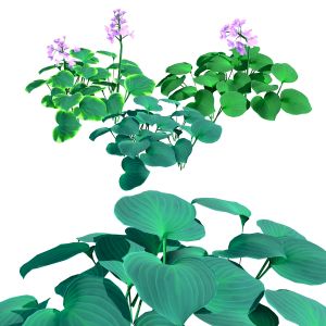 Blue Mouse Ears Hosta 3d Model