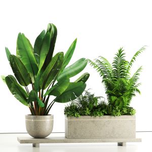 Indoor Plants In Rusty Concrete Pot - Set-82