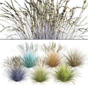 Blue Fescue In 6 Season Colors