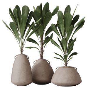 Houseplants Licuala Grandis Ruffled Fan Palm Set03